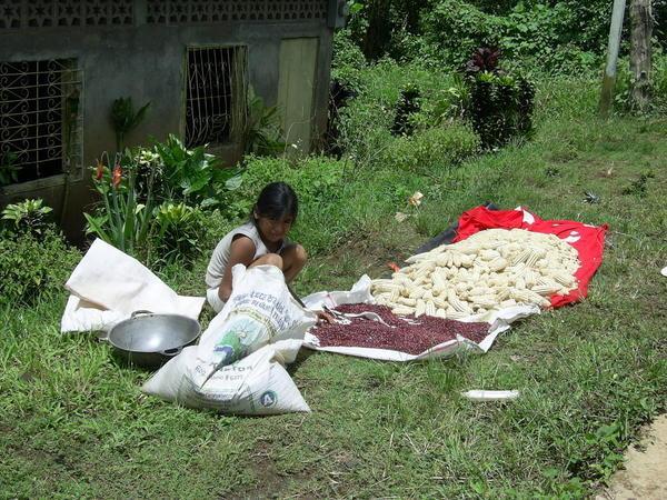 Girl sorting beans and corn