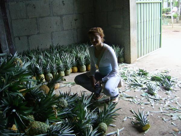 A Mountain of Pineapples!