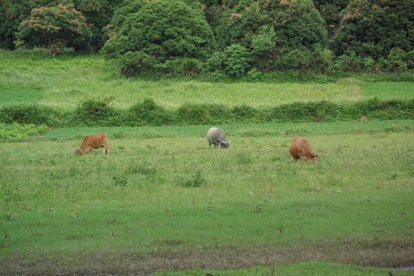 cattle in the adjacent field