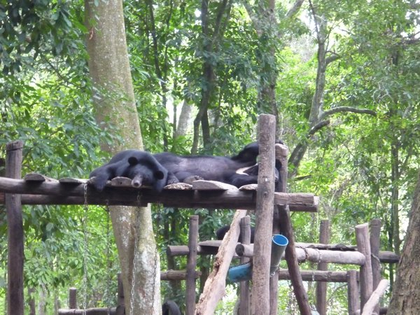 Sleeping Asiatic Bears