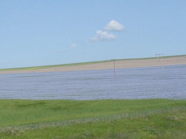 Field of Flax