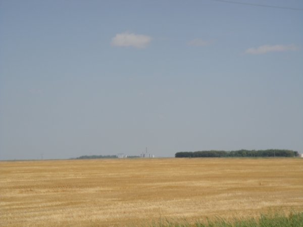 Wheat field 