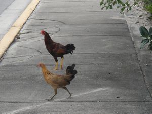 chickens in Key West