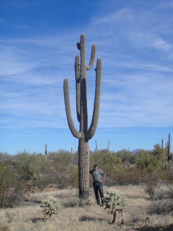 Sagurao Cactus