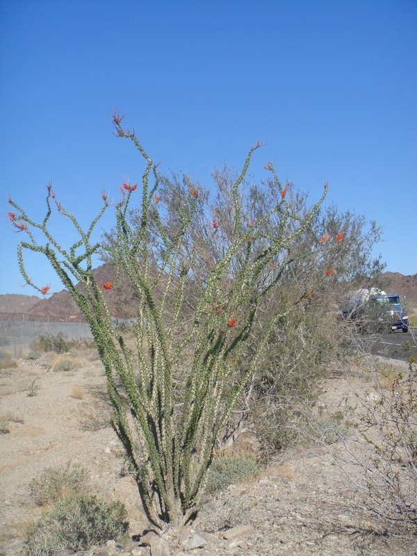 Flowering Ocotillo Cactus