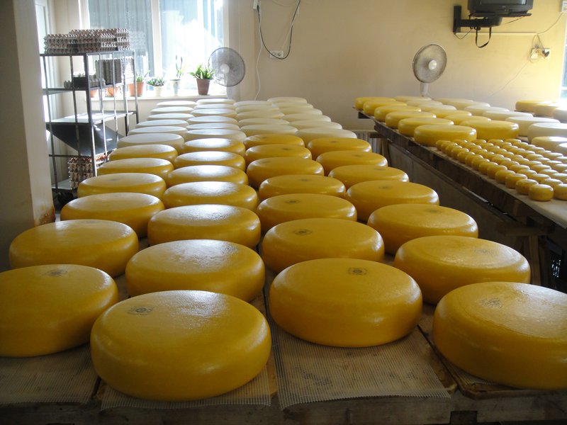 Cheese at the dairy farm