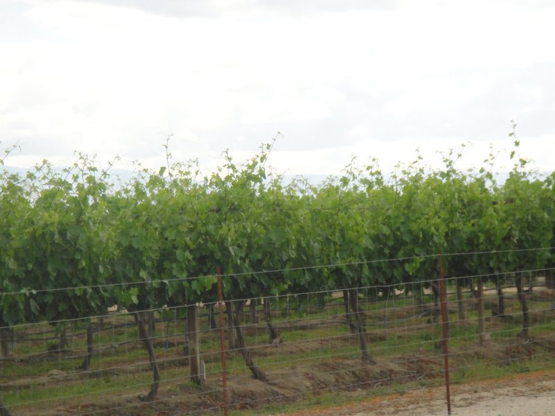 Vineyard near Arvin