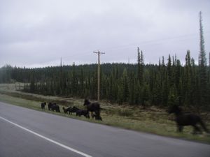 Wild Horses near Nordegg AB