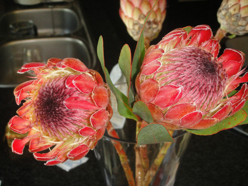 The National flower....Protea