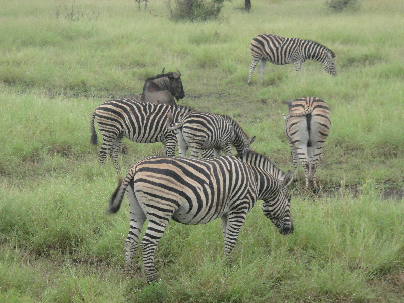 A dazzle of Zebras