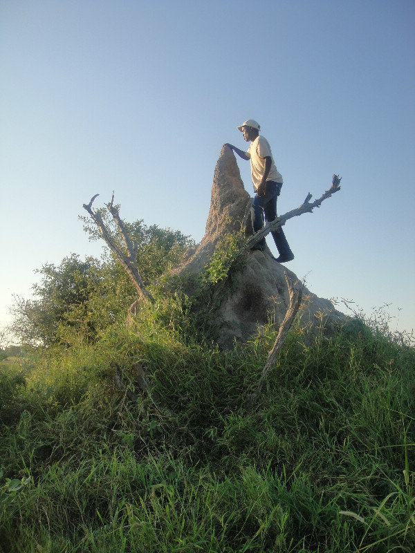Just a small termite mound!!!