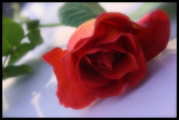 Italian Rose