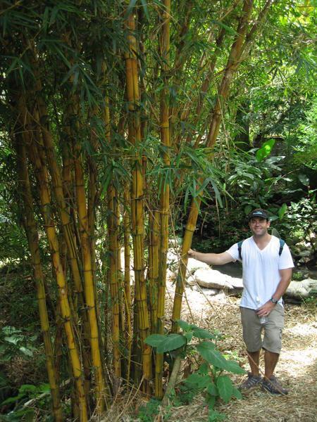 Joe Chilling by Some Striped Bamboo in El Explorador