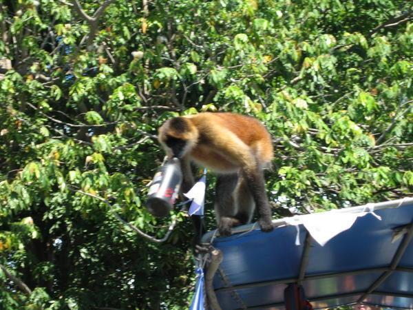 A Monkey that Acquired an Oil Can from the Boat