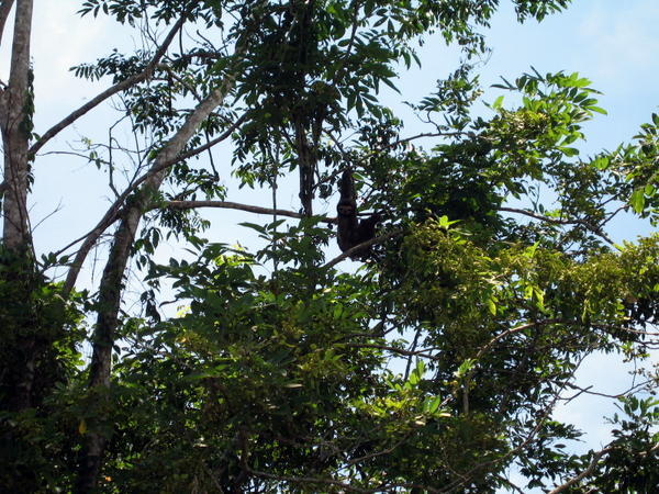 A Sloth Chillin' in a Tree