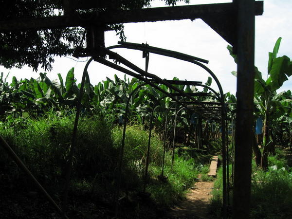 Banana Farm Conveyer