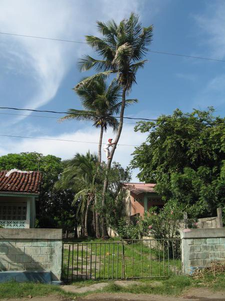 Nicaraguan Dude Climbing a Tree to Harvest Coconuts 