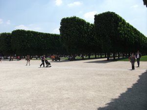 Trees in Luxemborg Gardens
