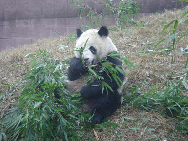 Mmmm, bamboo