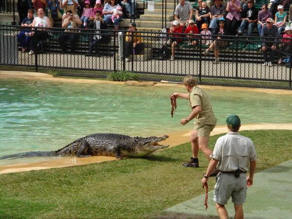 Crazy Crocodile Hunter
