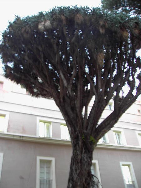 Tree in Cadiz