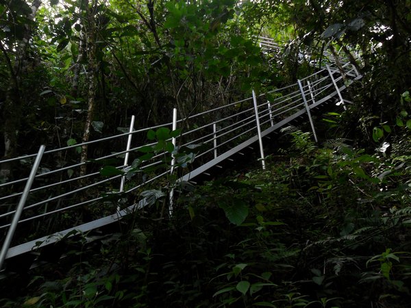 Jungle Stair Master
