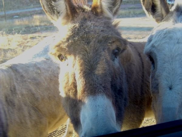 ....but these not so wild Burros would stick their big ole heads right in the window and try to eat you!! 