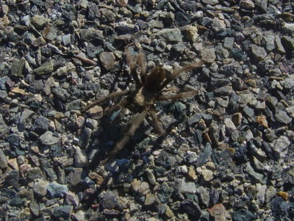 one of the few tarantulas spotted in the desert