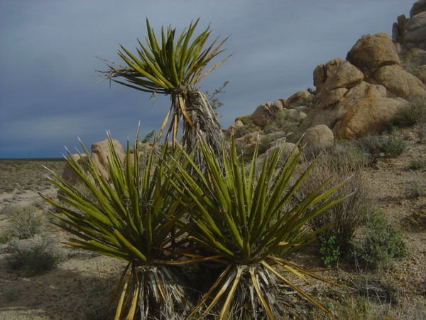 yucca plant in mojave