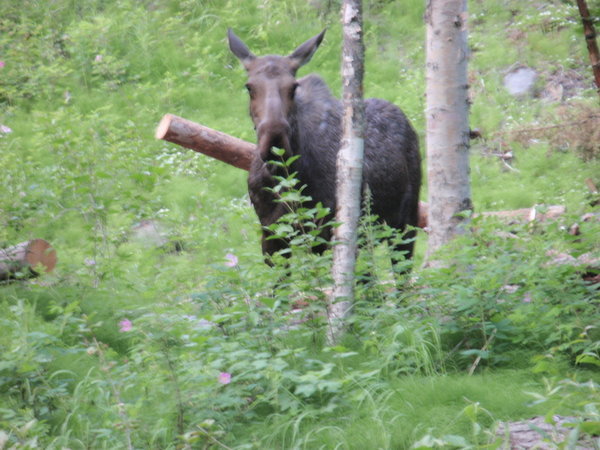this guy was just across the creek from where i was camped.  