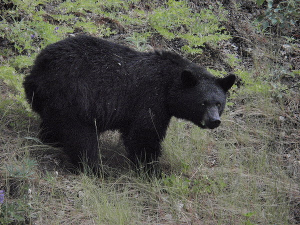 this good size black bear was spotted enroute to our camp at skilak lake