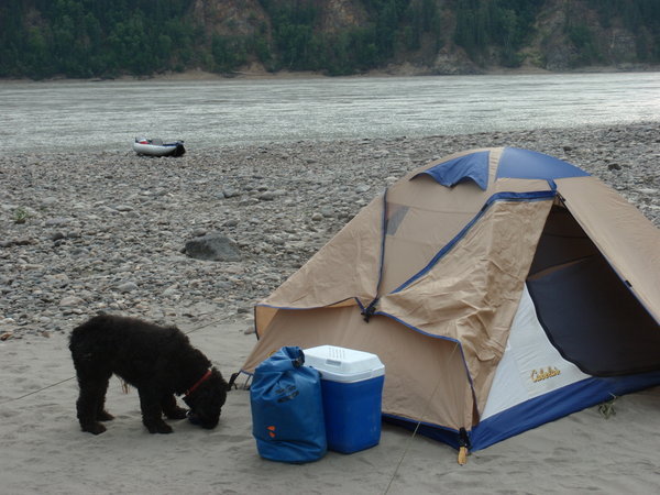 our last nights camp....they tell you to camp on the islands and if you see bear tracks....find another island
