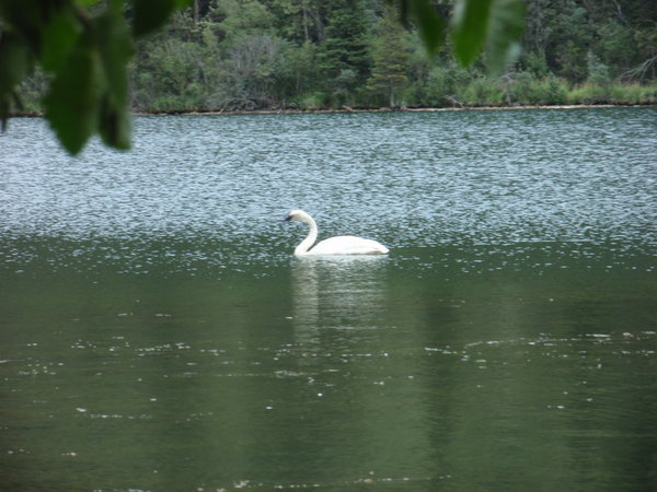 a trumpeter swan, i'm told that winter is usually 2 weeks away after they arrive.