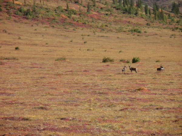 didn't see the migration but these caribou were looking at the next picture....and were leaving quickly
