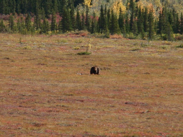 one of 4 grizzly's i saw along the highway