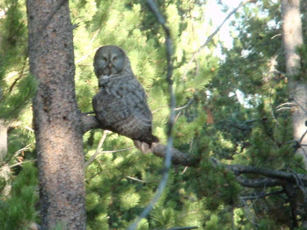 my 1st ever great grey owl - it only stayed long enough for this pic but i saw him fly through the woods a couple more times before dark