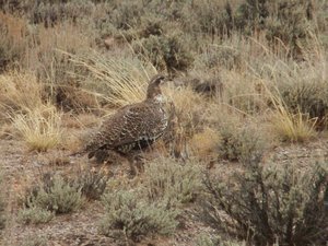 a sage grouse - saw alot of them