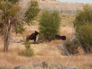 a couple moose i saw at the skeeskadee wildlife refugee - about 6500' desert area