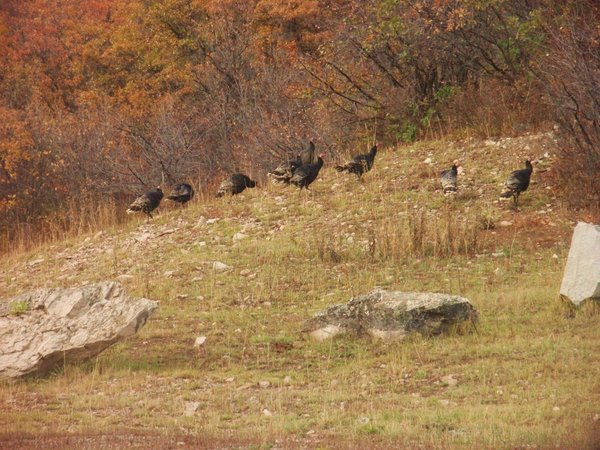 as well as these wild turkeys