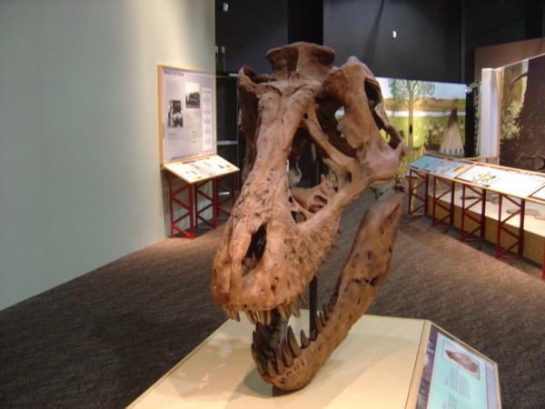 a real t-rex skull