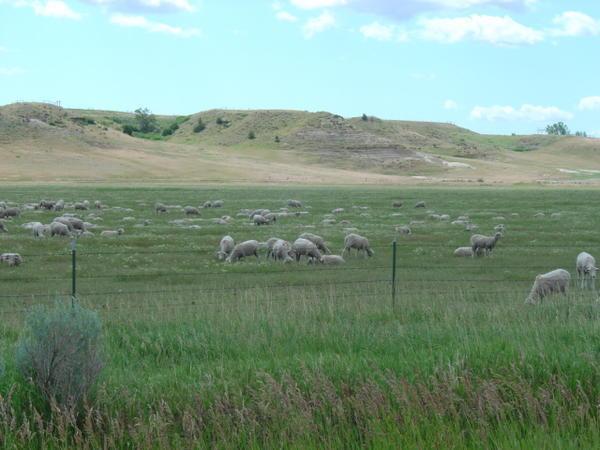 lots of sheep farms 
