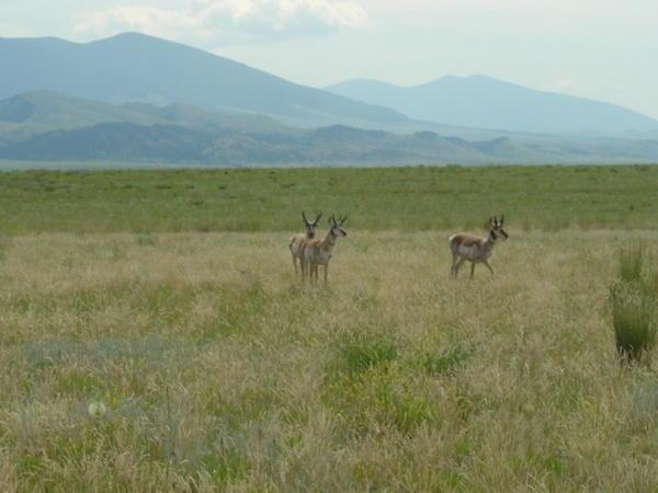 pronghorn seen frequently