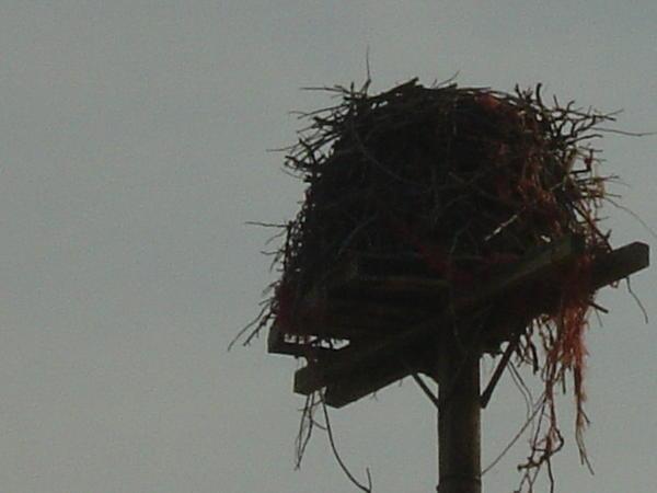 osprey nest - it was 4 foot tall !