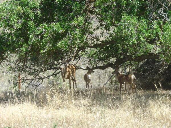 momma deer with two bambi. how they handle the heat is beyond me.