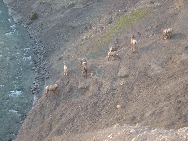 I counted no less then 50 mountain sheep spread out all over the cliffs.