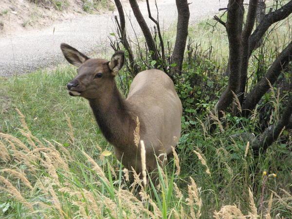 a young elk