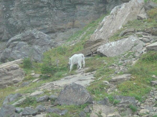a mountain goat in glacier national park