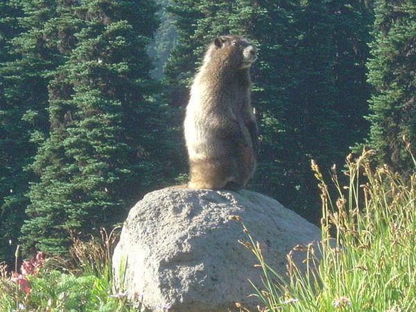 a hoary marmot at mount ranier