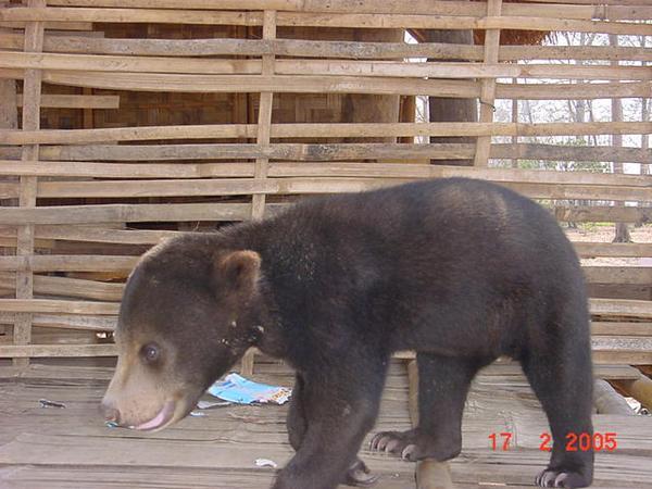 Wild bear cub - laos