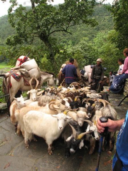 A real Nepalese traffic jam